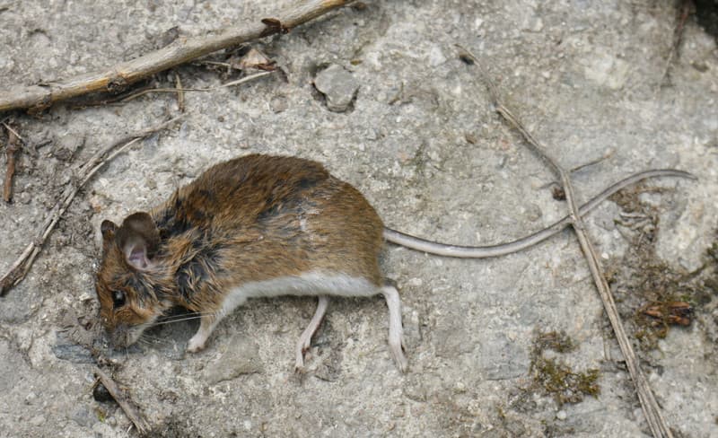 Attic Rat Control Image