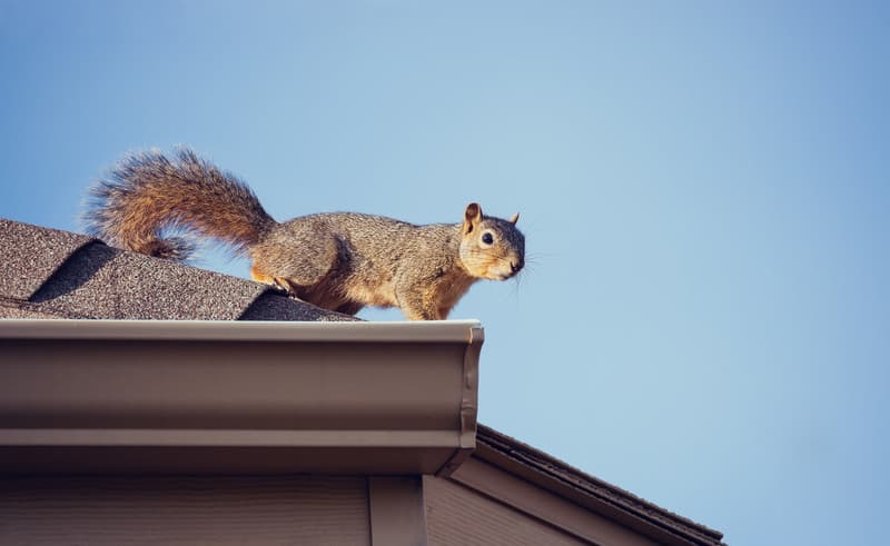 Attic Rat Control Image