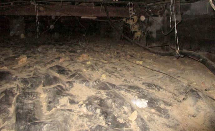 Attic Rat Control Image