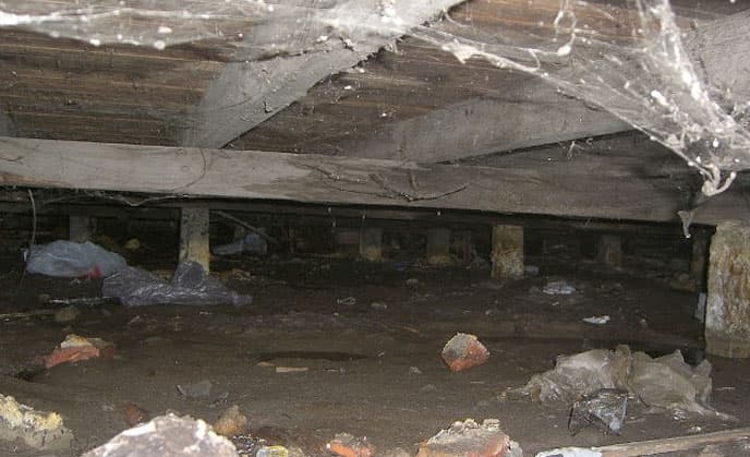Attic Rat Control Image
