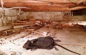 Rat in attic