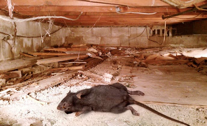 Attic Rat Control Image