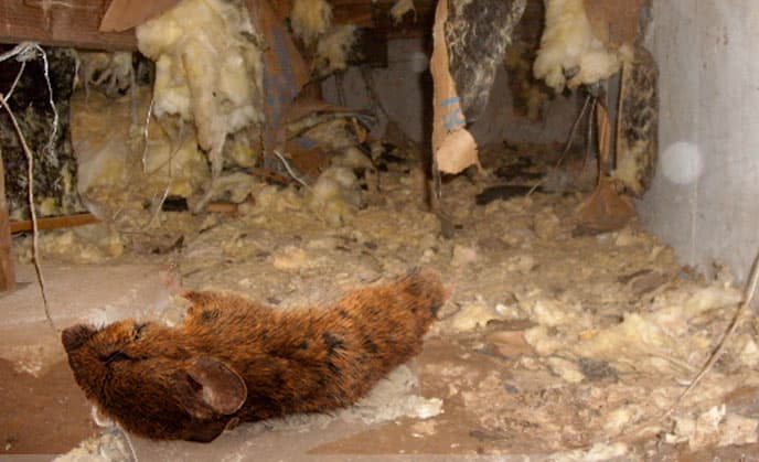 Attic Rat Control Image