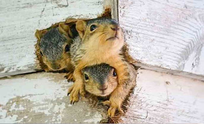 Attic Squirrels Removal