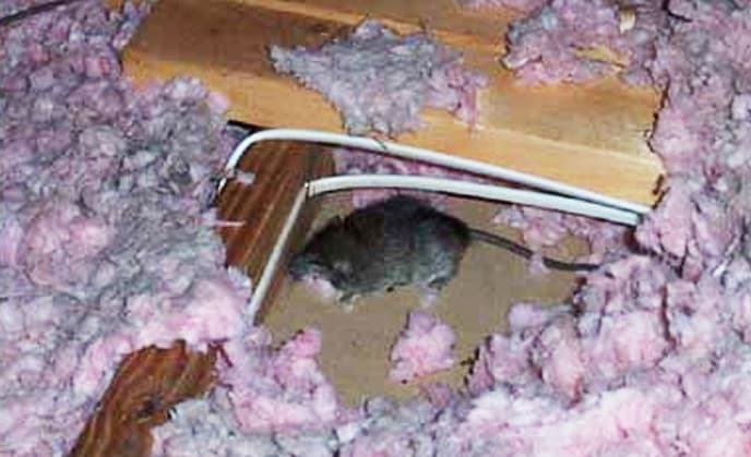 Attic Rat Control Image