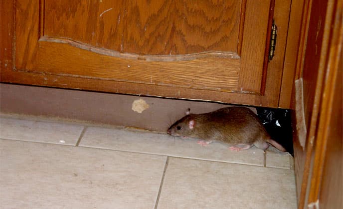 Attic Rat Control Image