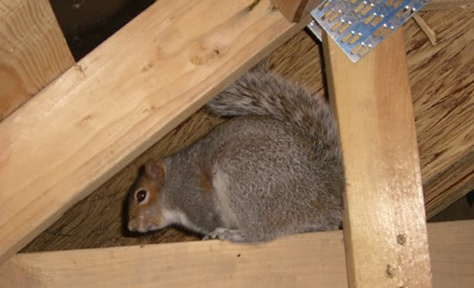 Attic Rat Control Image