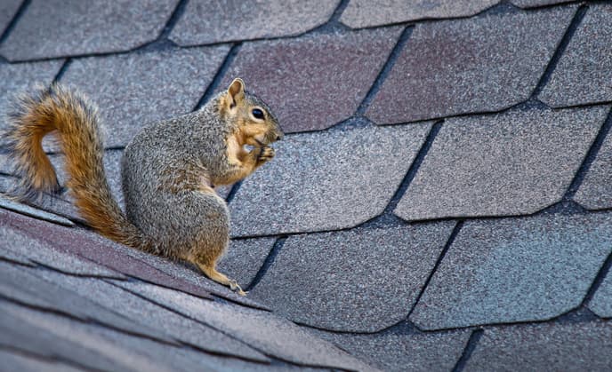 Attic Rat Control Image